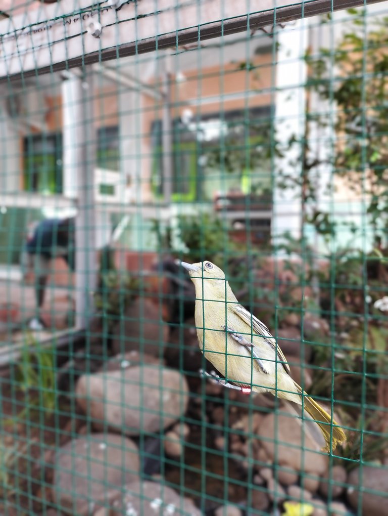 Aviary